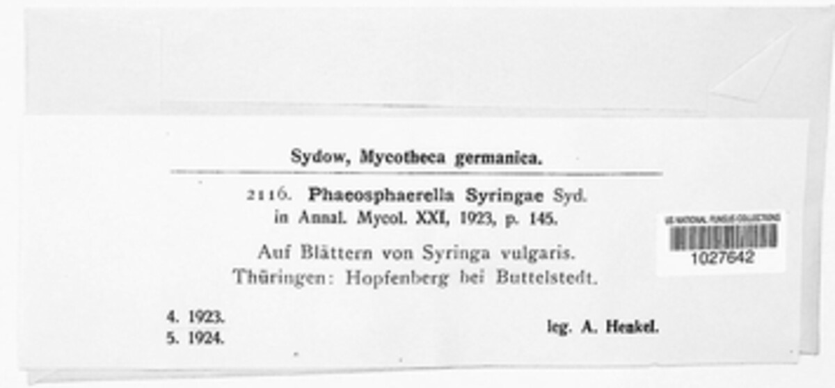 Phaeosphaerella syringae image